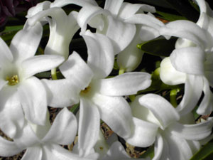Blumen
