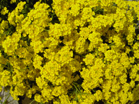 Blumen